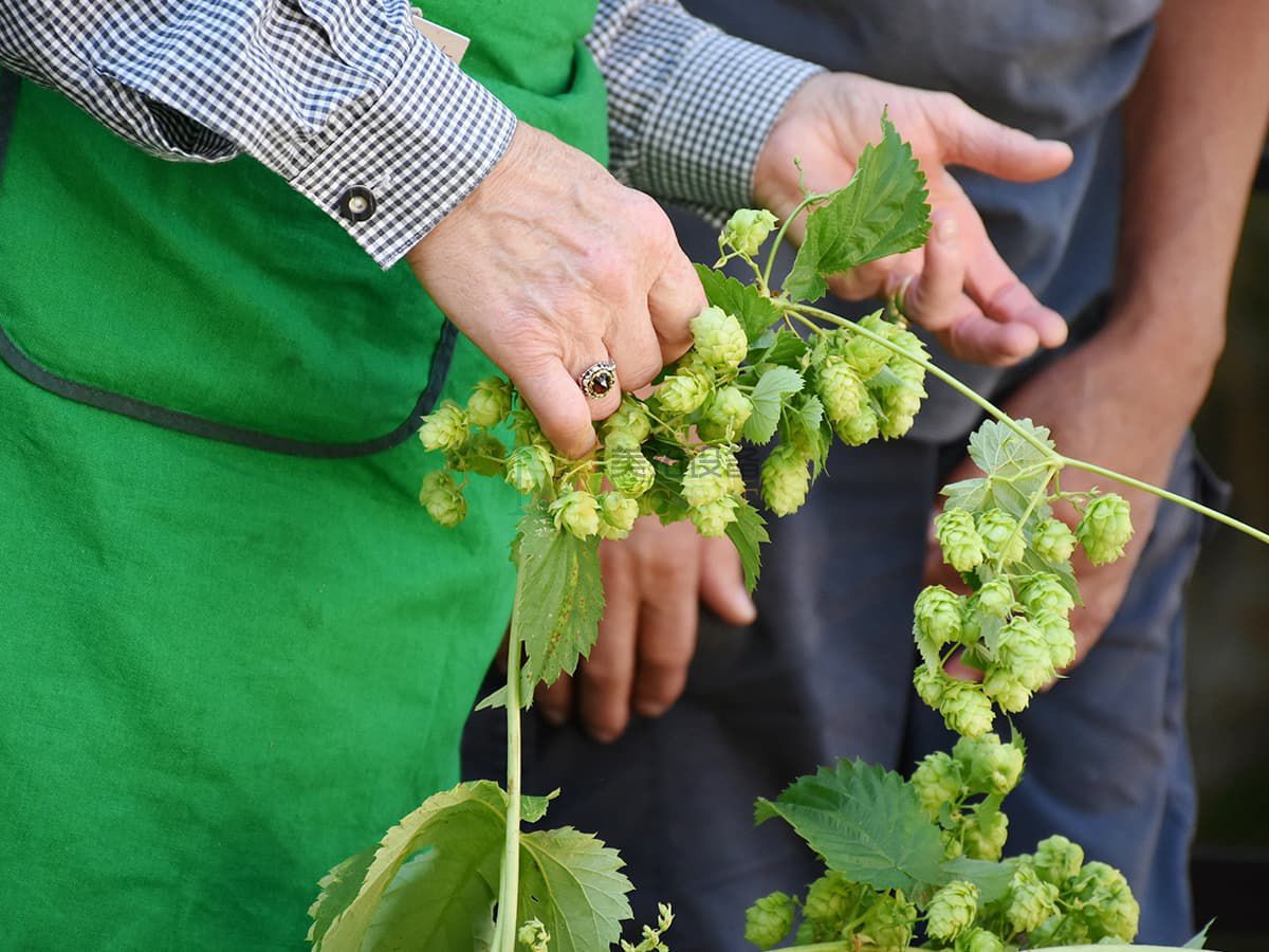 精釀啤酒設(shè)備工藝——酒花干投